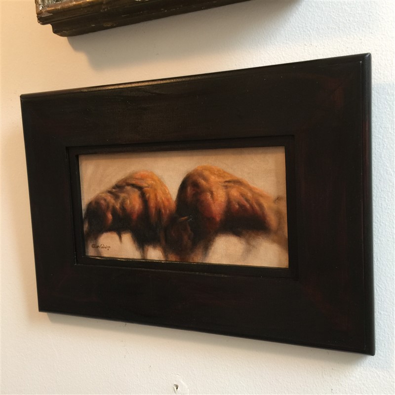 Bison in Frame (800 x 800)